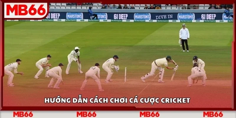 Hướng dẫn cách chơi cá cược cricket