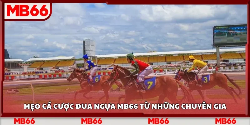 Mẹo cá cược đua ngựa MB66 từ những chuyên gia